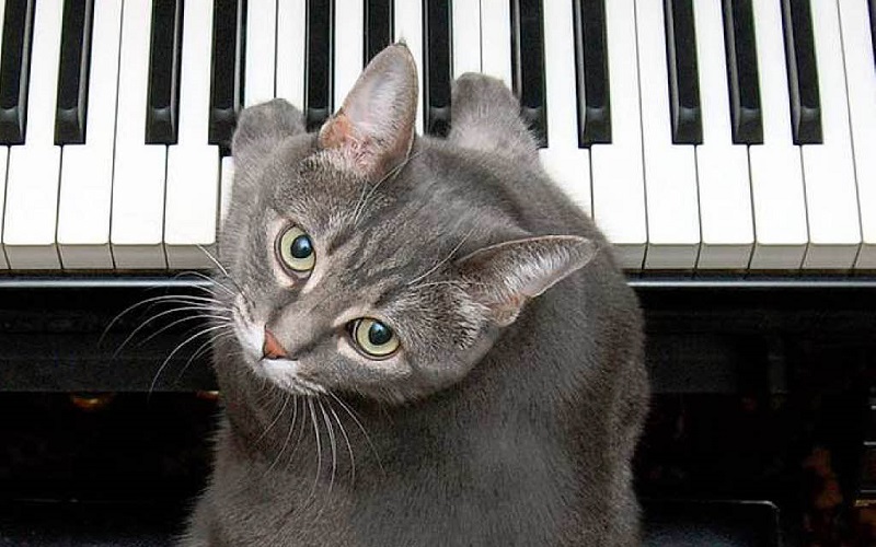 Mačka svira klavir