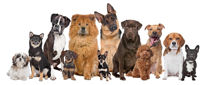 Idealne rase pasa pogodne za držanje u stanu; foto:: Shutterstock