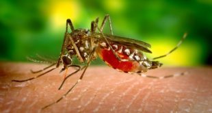 Suzbijanje komaraca i krpelja