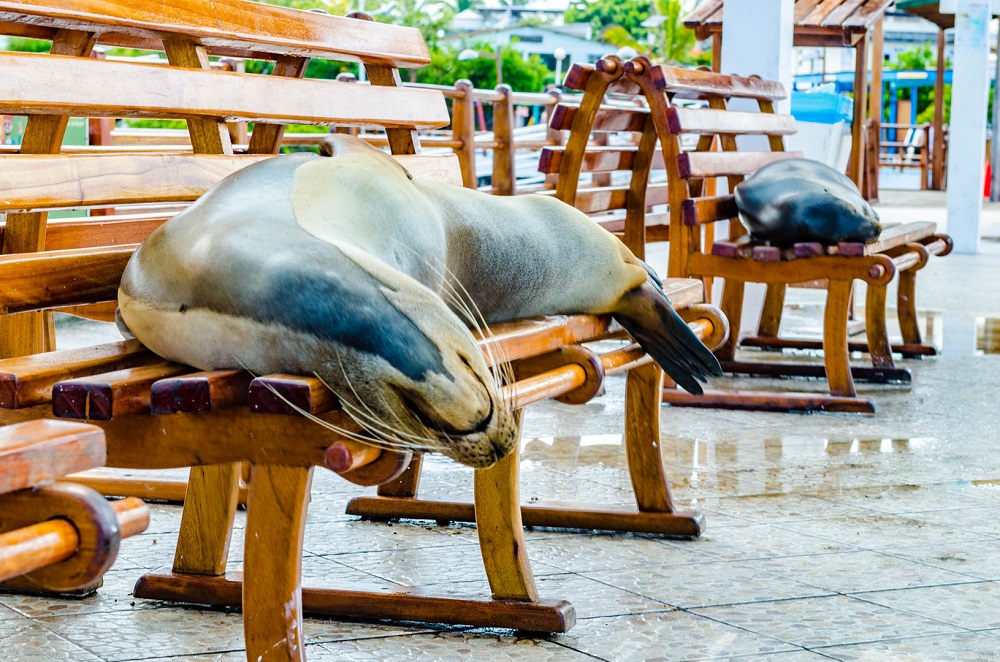 Galapagos (foto: Bojan Aleksić)