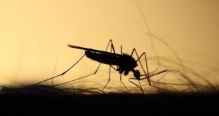 Da li znate... da komarci u 83 odsto slučajeva sleću na osobe na nultom krvnom grupom (foto: Pixabay)