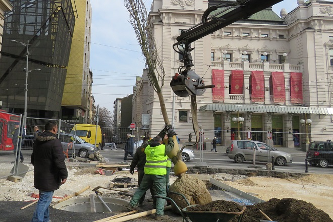 Presađivanje stabala na Trgu republike (foto: JKP "Zelenilo-Beograd")