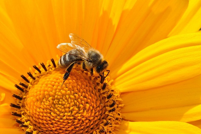Da li znate... da je pčela 2019. proglašena za najvažnije biće na Zemlji?! (foto: Pixabay)