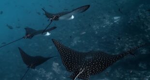 25. Festival podvodnog filma: Neka vode uvek budu čiste