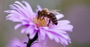 Da li znate... da od 20.000 vrsta pčela u svetu čak 1000 živi u Srbiji (foto: Pixabay)