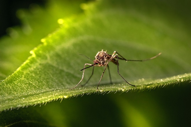 Suzbijanje komaraca u Beogradu (foto: Erik Karits / Unsplash)