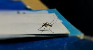 Suzbijanje komaraca na javnim površinama u Beogradu (foto: Mithil Girish / Unsplash)