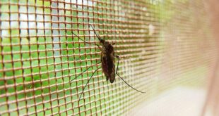 Suzbijanje komaraca u Beogradu (foto: Pixabay)