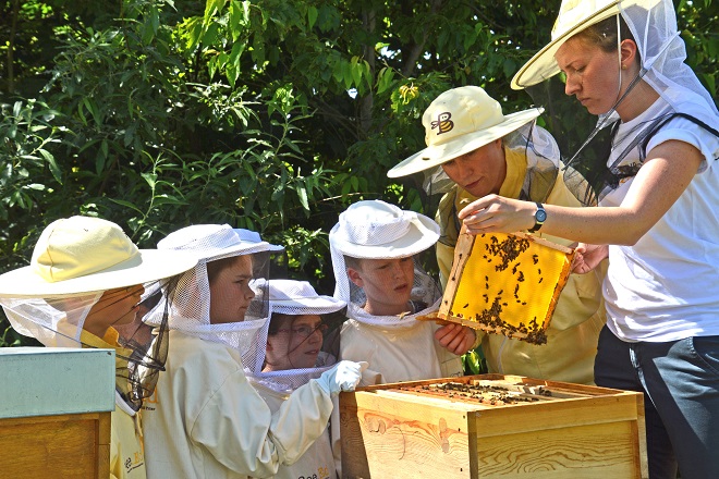 Bečki univerzitet otvorio pokazni pčelinjak (foto: bee.ed)