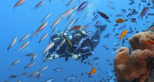 26. Međunarodni festival podvodnog filma u Kinoteci (detalj sa plakata za film "The Reef")