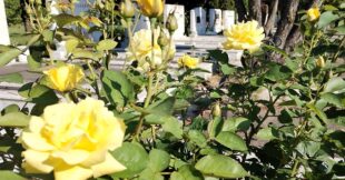 Zadušnice (foto: Nenad Mandić)