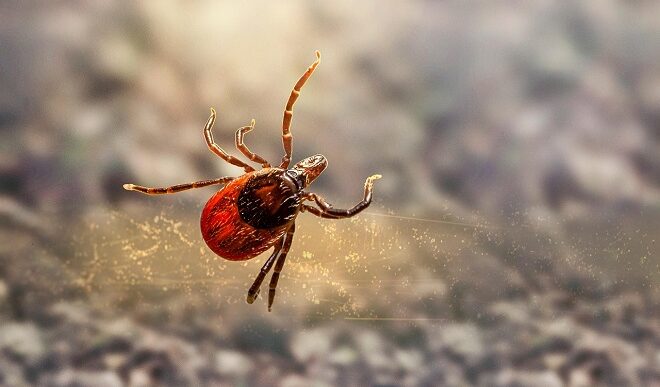 Suzbijanje krpelja u Beogradu (foto: Pixabay)