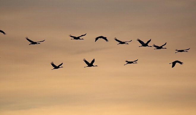 Evropski vikend posmatranja ptica (foto: Pixabay)