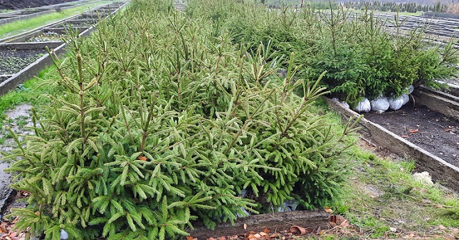 Jelke s busenom (foto: Zelenilo-Beograd)