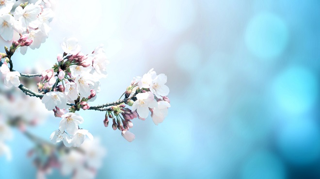 Sedam dana u Beogradu, 19-25. mart 2026: Dolazak proleća (foto: DepositPhotos.com)