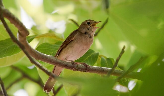 Noć slavuja (foto: DepositPhotos.com)