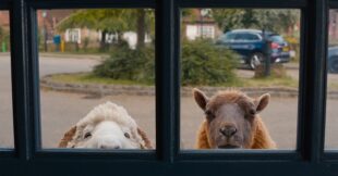 Novi film u bioskopima: Ovce detektivi