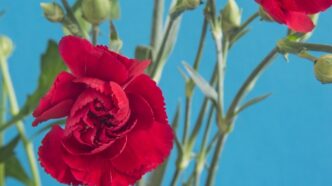 Prvi maj - Praznik rada 2026: Radno vreme za praznike, parkiranje i druge korisne informacije (foto: DepositPhotos.com)