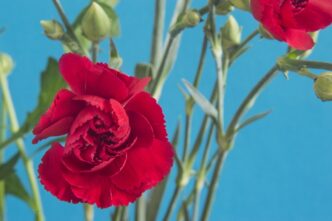 Prvi maj - Praznik rada 2026: Radno vreme za praznike, parkiranje i druge korisne informacije (foto: DepositPhotos.com)