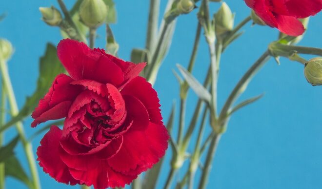 Prvi maj - Praznik rada 2026: Radno vreme za praznike, parkiranje i druge korisne informacije (foto: DepositPhotos.com)