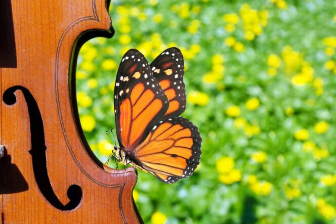 Besplatni koncerti klasične muzike u Beogradu (foto: DepositPhotos.com)